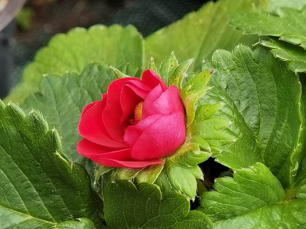 Fragaria x ananassa 'Summer Breeze'